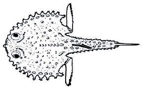 Familia Ogcocephalidae.jpg